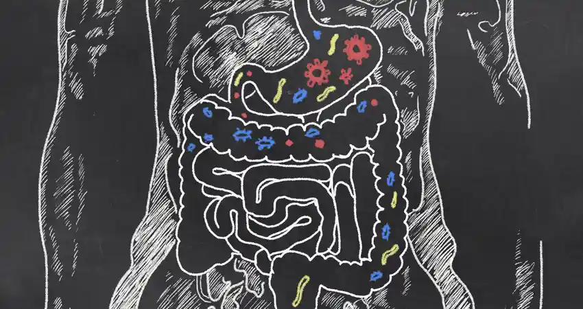 bakterije_i_gastrointestinalni_sistem